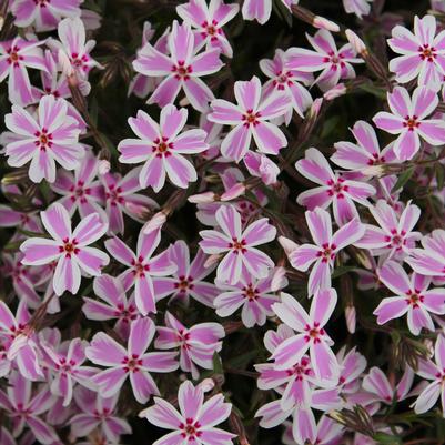 Phlox subulata Candy Stripe