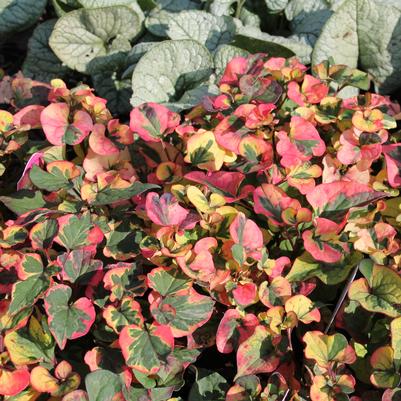 Houttuynia cordata Chameleon