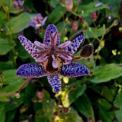 Tricyrtis formosana Dark Beauty