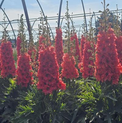 Delphinium elatum Red Lark
