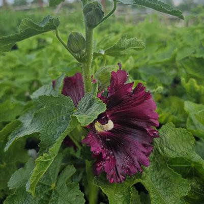 Alcea rosea Queeny Purple