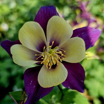 Aquilegia Earlybird™ Purple Yellow