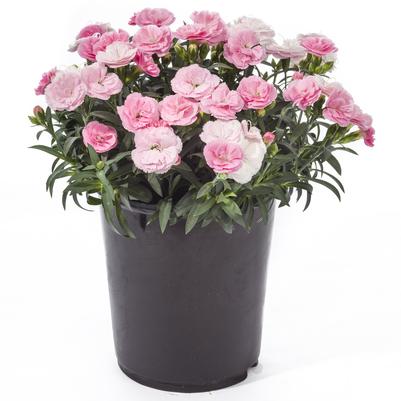Dianthus Constant Cadence® Peach Milk