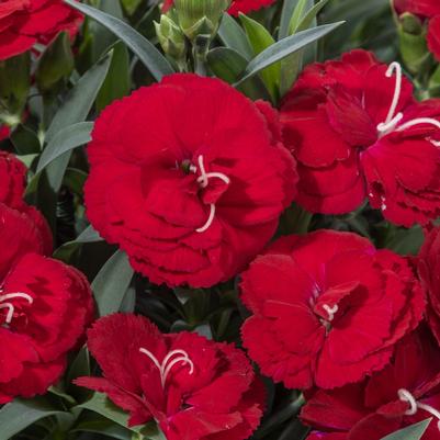 Dianthus Constant Cadence® Red