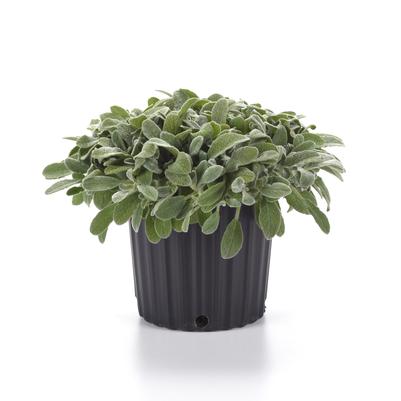 Stachys byzantina Little Lamb