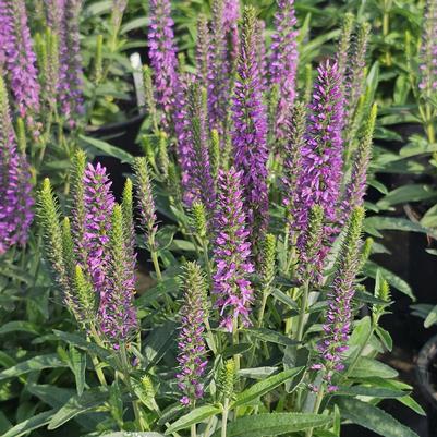 Veronica Moody Blues® Mauve