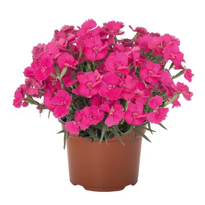 Dianthus caryophyllus Mad Magenta