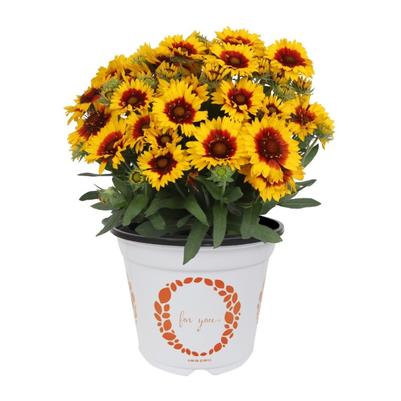 Gaillardia aristata Spintop® Red Starburst Improved Spintop® 